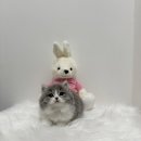 야옹아멍멍해봐삼각점 | [공지] 광주강아지분양 광주고양이분양 '분양중인 아가들🤍'[야옹아멍멍해봐 삼각점]