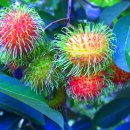 람부탄 (Rambutan) / 열대과일 이미지