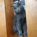 복자미장원 네이버블로그