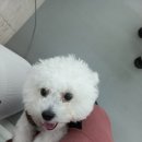 잘어울리개 이미지