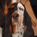 허쉬퍼피 이미지