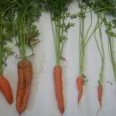 당근카센타 이미지