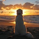 오션포인트 이미지