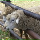 까치목장 이미지