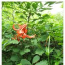 노루마당 이미지