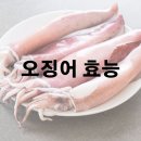 오징어 효능 및 효과 보관법 고르는 법 이미지