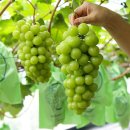 은수농장 2 이미지