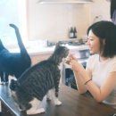 스토리아지트 이미지