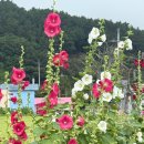 <당일치기 여행. 전남 여수 가볼만한 곳> : 여수 진미꽃게탕, 만성리 검은 모래해변, 돌산도 향일암...