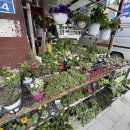 화비꽃방 이미지