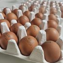 다온농수산 | 난각번호 1번 계란 추천, 40구 2만원대 유정란 한 달 먹어본 후기