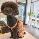 뚜드림 안동점 이미지