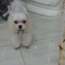 다사랑 애견 이미지