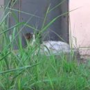 댕댕이라이프 이미지