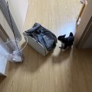 냥냥스테이 | 세종 어진동 고양이호텔 <냥냥스테이> 반려묘 쾌적하고 안전한곳에 맡기기 내돈내산 이용후기