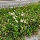 지에스(GS)25경포호수점 이미지