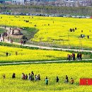 낙동강관리본부 대저생태공원 3 이미지