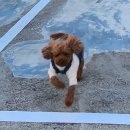 바테펜션 이미지