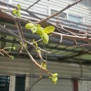 민들레주막