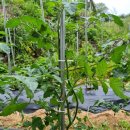 장미흑염소 이미지