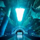 젤리피쉬소프트 이미지