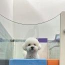 돈지매국밥