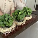 새침하개멍 | 방콕의 휴양지 후아힌 숙소 추천 "바라 후아힌 누챕터 미니 스위트룸 풀장/조식 후기"