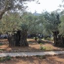 포도나무동산교회(사랑의 밥퍼) | 스가랴 (Zechariah)