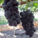 이석구농장 이미지