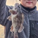 겨울바다 | 인천배낚시 연안부두 반가워호 겨울 광어 우럭 바다낚시 후기