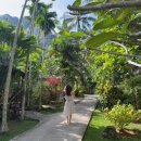 몽땅 포레스트 | 태국 끄라비 숙소 추천 반사이나이리조트 조식/수영장/포레스트룸