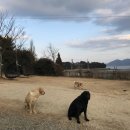 투게독 | 첫 가족여행 "남해" - 강아지펜션 투게독