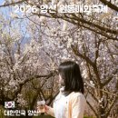 주암다목적회관 앞 | 양산 원동 매화축제 2026 후기｜축제 일정·행사장소·교통·사진 포인트