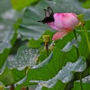 연꽃과 나비 이미지