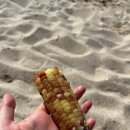 경포파인 이미지