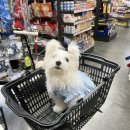 야옹아멍멍해봐 용인보정점 이미지