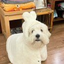 망토 두른 강아지 이미지