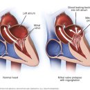이로운 강아지 이미지