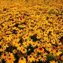 루드베키아 이미지