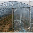 월성농장 이미지