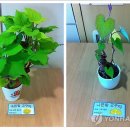 긍정식당 이미지