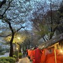 염리초교 | 염리초 포장마차 공덕 야장 벚꽃 시즌 솔직후기