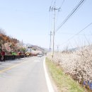 매화마을1 이미지