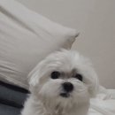 온새동물의료센터 이미지