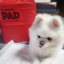 갑-190 | 반려견용품 스탠다드190 배변패드 찐사용 후기