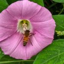 비발디의아침 이미지