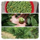 수촌농장 이미지