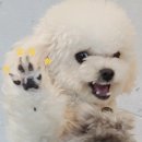 6월 개린이들의 일상 4편 (부제 : 6월 마지막편_최종_최종_진짜진짜마지막)
