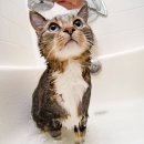(주)몬즈약품유통 | 고양이 샴푸 추천, 골든, 링웜 약용샴푸, 다이소 고양이 샴푸, 바람난 고양이 샴푸 알아보기