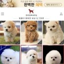 도그마루 - 안양시 동안구 관악대로 436-1 | 도그마루